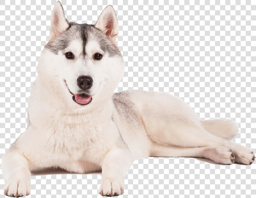 Husky Png Transparent Background   Siberian Huskies Transparent Background  Png DownloadTransparent PNG