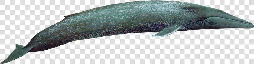 Baleen Whale Png  Transparent PngTransparent PNG