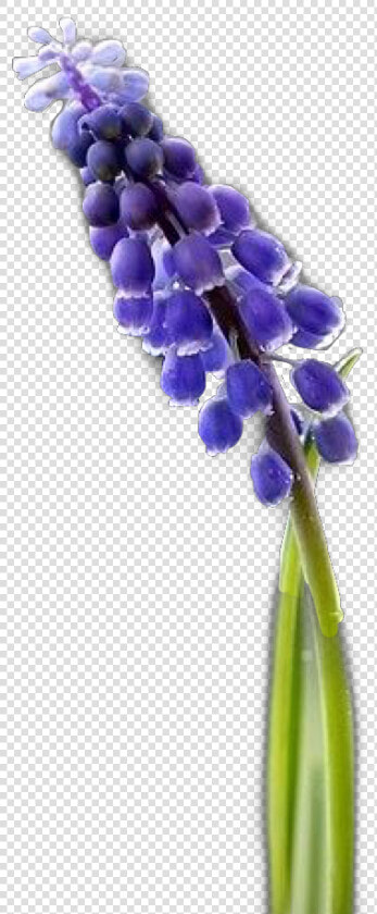 Hyacinth S Flower Freetoedit   Grape Hyacinth  HD Png DownloadTransparent PNG