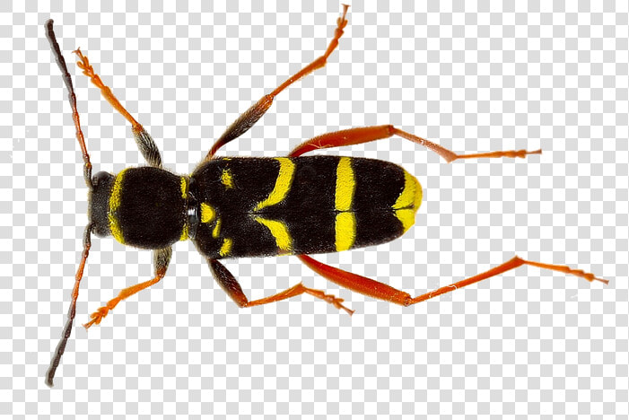 Isolated  Wasp  Insect  Nature  Close Up  Macro   Insect  HD Png DownloadTransparent PNG