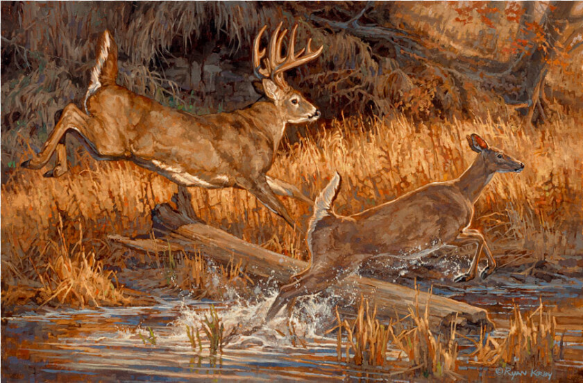 Copyright Ryan Kirby Whitetail Deer Oil Painting River   White Tailed Deer Painting  HD Png DownloadTransparent PNG