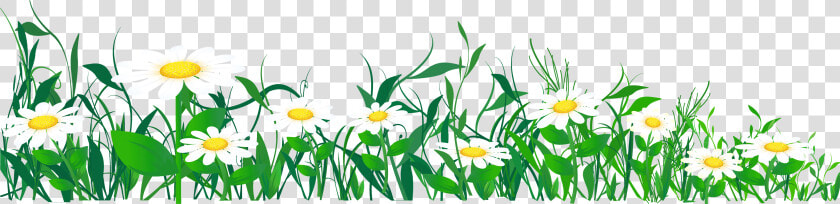 Meadow   Daisies Clipart Png  Transparent PngTransparent PNG