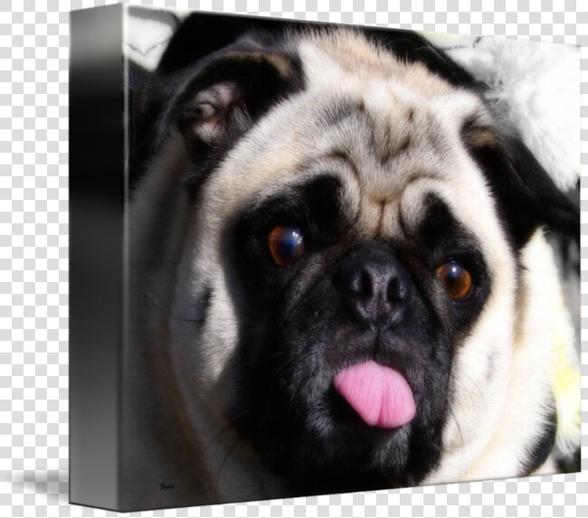 Transparent Pug Head Png   Pug  Png DownloadTransparent PNG