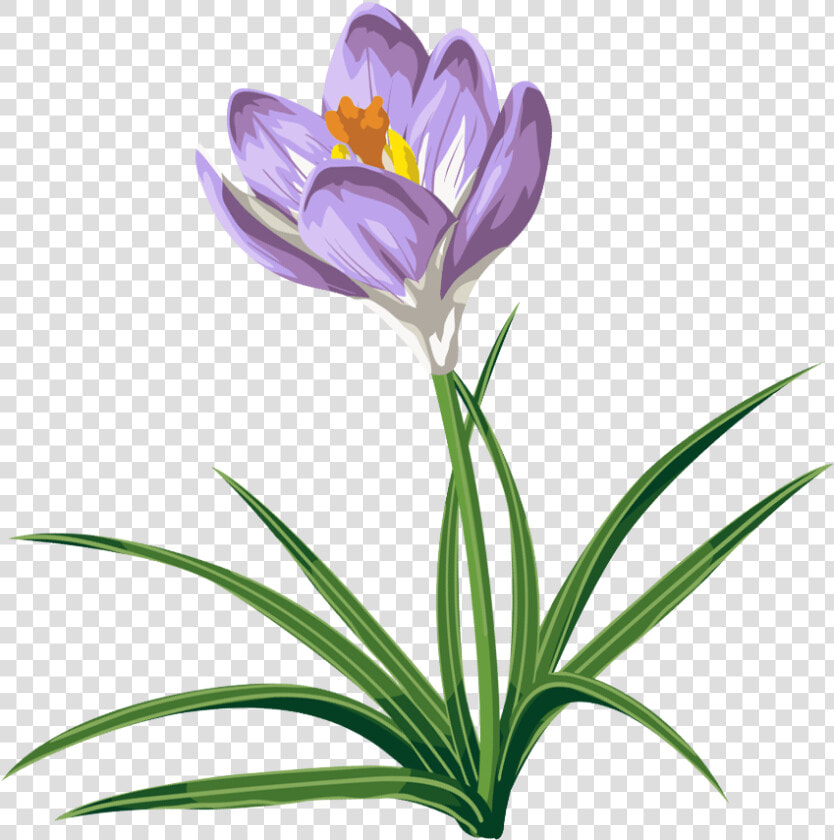 Crocus Flower Tattoo   Crocus Clip Art  HD Png DownloadTransparent PNG