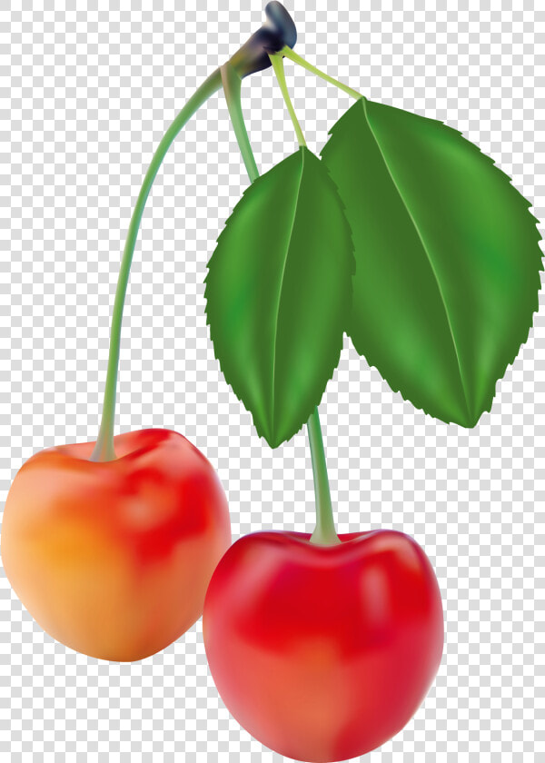 Gambar Realistis Buah  HD Png DownloadTransparent PNG