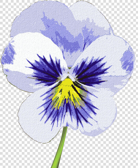 Pansy  HD Png DownloadTransparent PNG