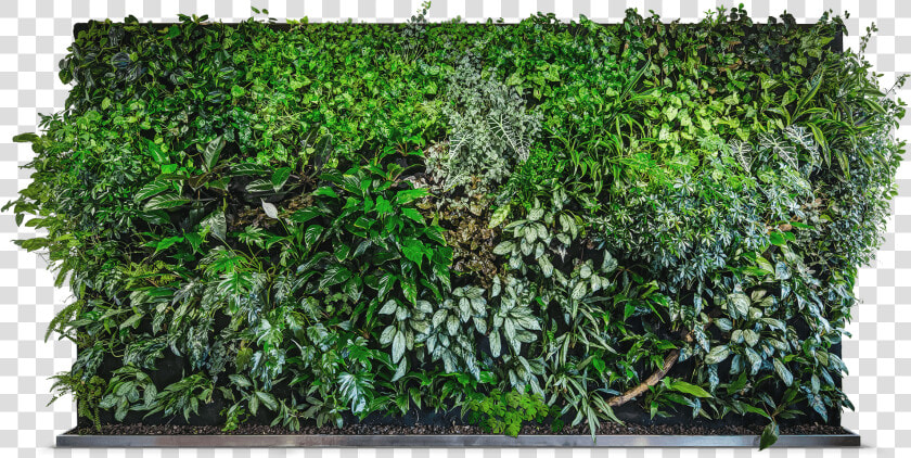 Image Result For Green Wall   Vegetal Wall Png  Transparent PngTransparent PNG