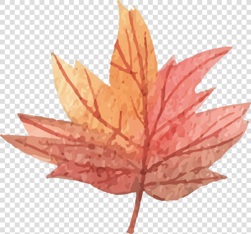 Vector Maple Leaf Png Download   Watercolor Maple Leaf Png  Transparent PngTransparent PNG