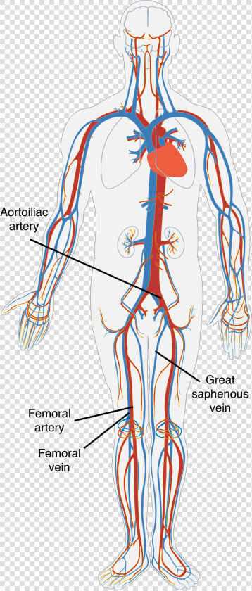 A Diagram Of The Human Circulatory System   Blood Flow And Gas Exchange  HD Png DownloadTransparent PNG