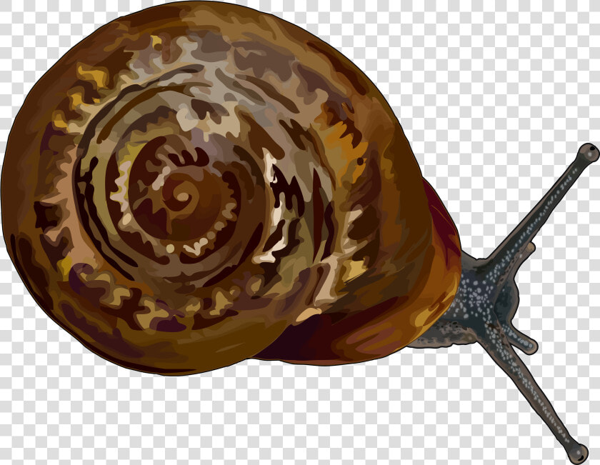 Caracol Canarias  HD Png DownloadTransparent PNG