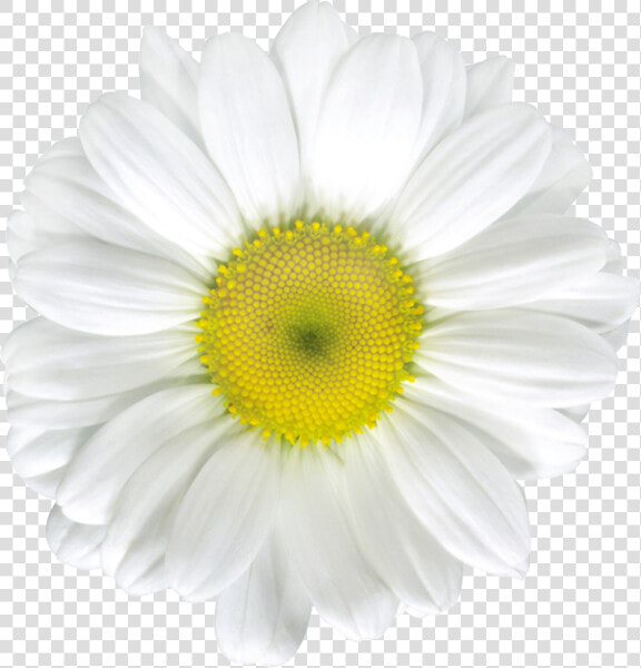 Common Daisy Stock Photography Royalty free Clip Art   White Daisy Flower  HD Png DownloadTransparent PNG