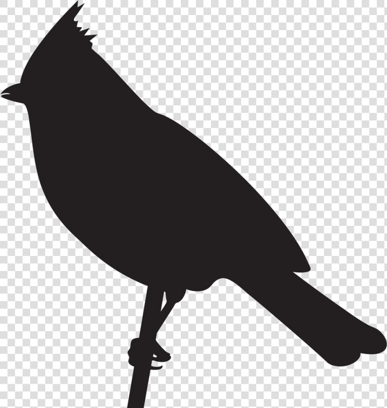 Chickadees   Titmouse Bird Silhouette  HD Png DownloadTransparent PNG