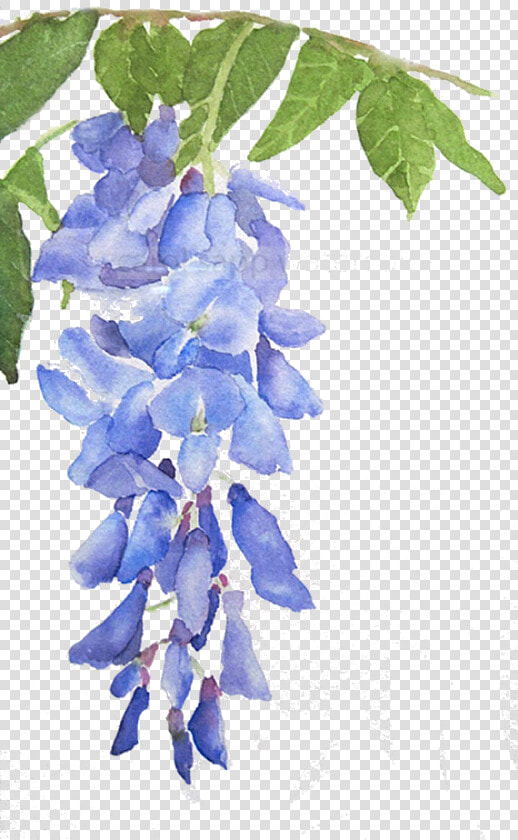 Delphinium Drawing Wisteria  HD Png DownloadTransparent PNG