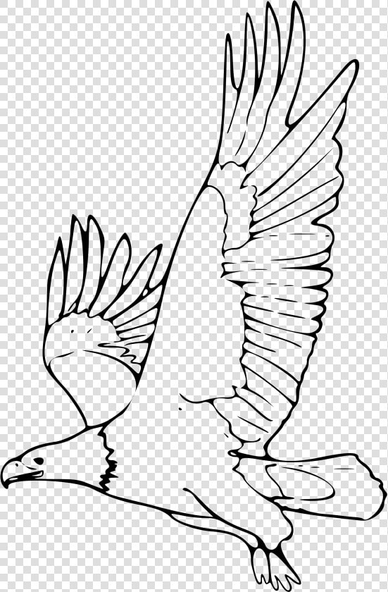 Flying Eagle Clipart Black And White   Animales En Peligro De Extincion Dibujos  HD Png DownloadTransparent PNG