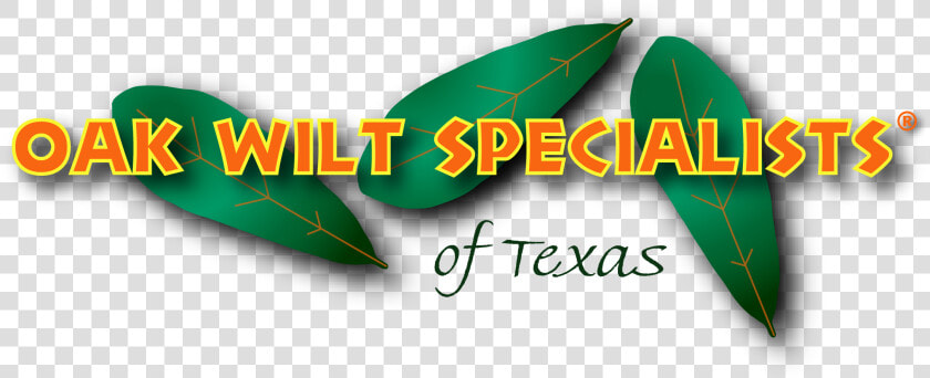 Oak Wilt Specialists Of Texas Log   Graphic Design  HD Png DownloadTransparent PNG