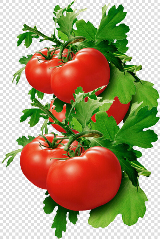 Tomato Basil  Hd Png Download   Png Download   Tomato For Kidney Stones  Transparent PngTransparent PNG