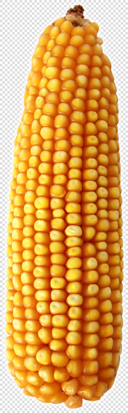 Maize   Png Download   Corn On The Cob  Transparent PngTransparent PNG