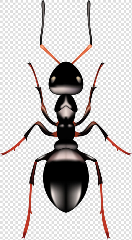 Ant   Carpenter Ant  HD Png DownloadTransparent PNG