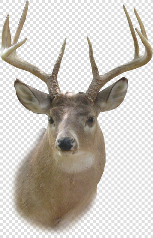 Deer Head Png Hd   Deer Head Png  Transparent PngTransparent PNG