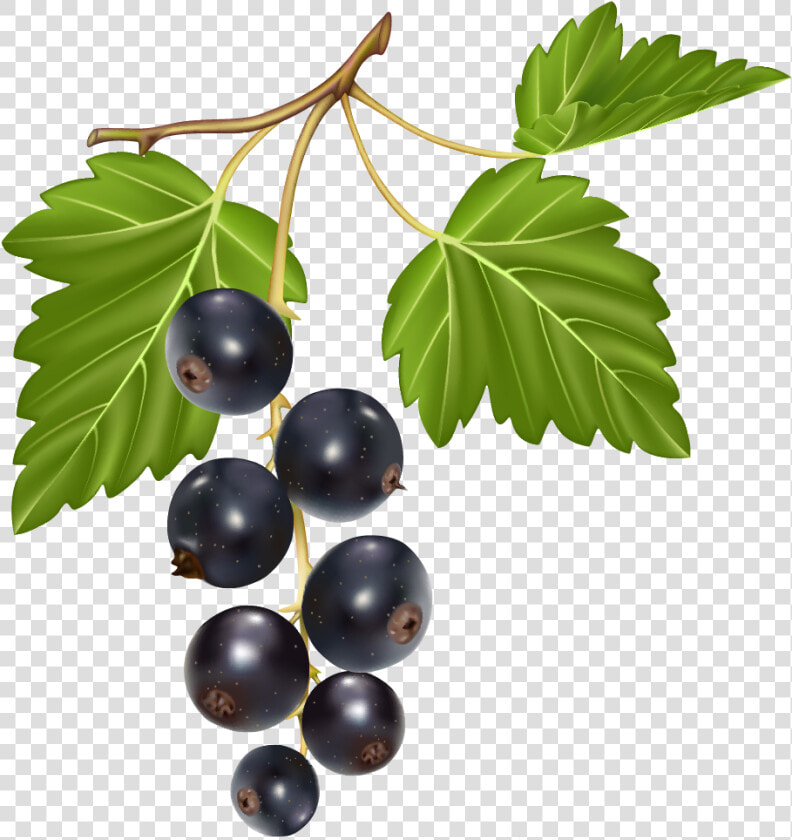 Blueberries Png Clipart  Transparent PngTransparent PNG