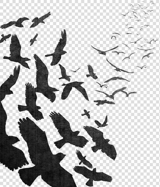 Bird Flight Bird Flight Common Raven Flock   Flock Of Crows Png  Transparent PngTransparent PNG