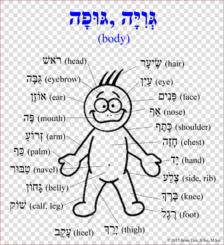 Transparent Body Parts Clipart   Parts Of Human Body In Hebrew  HD Png DownloadTransparent PNG