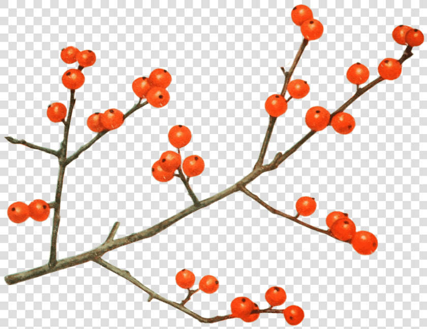 Transparent Mulled Wine Clipart   Currant  HD Png DownloadTransparent PNG