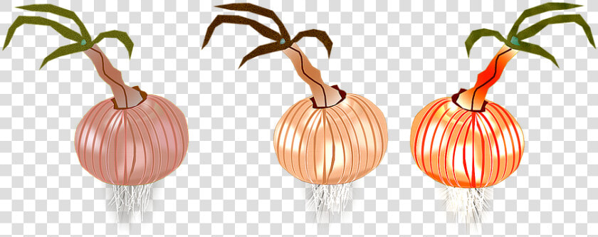 Onion  Onions  Nature  Eat  Gastronomy  Italian Cuisine   Illustration  HD Png DownloadTransparent PNG