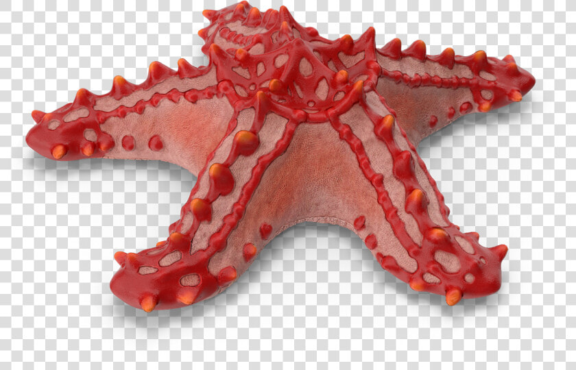 Transparent Starfish Cartoon Png   Starfish  Png DownloadTransparent PNG