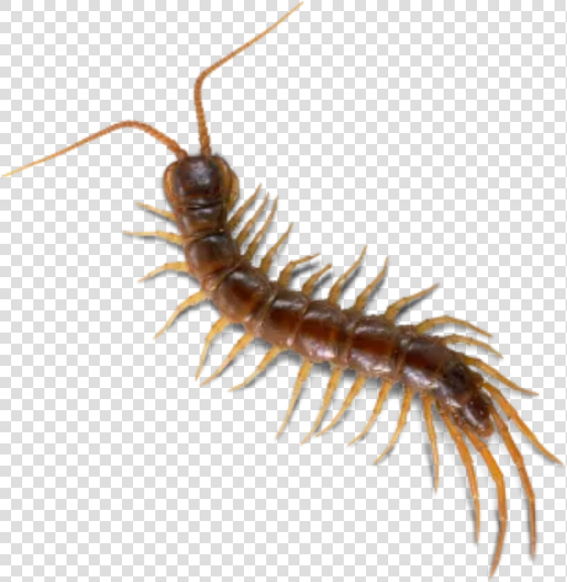  bugs  bug  insect  cute  creepy  gross  gothic  horror   Millipedes  HD Png DownloadTransparent PNG