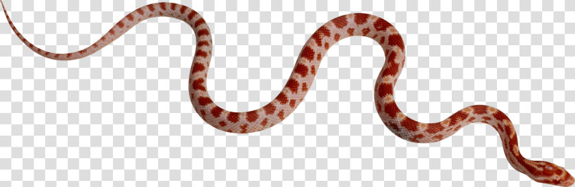 Змея Png Фото   Snake Png  Transparent PngTransparent PNG