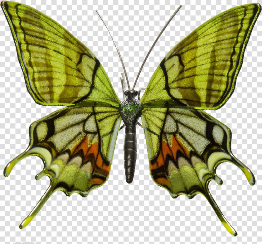 Mariposas En Peligro De Extincion   Transparent Cartoons   Endangered Rare Butterfly Species  HD Png DownloadTransparent PNG