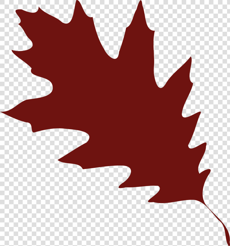 Oak  Leaf  Foliage  Greenery  Tree  Forest  Autumn   Red Oak Leaf Vector  HD Png DownloadTransparent PNG