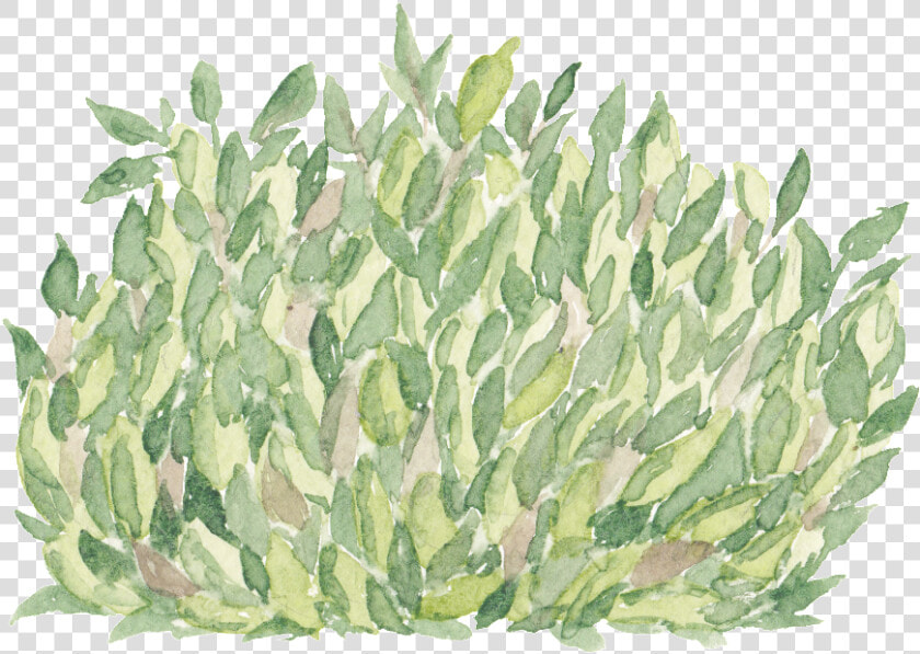 Green Hand Painted Grass Transparent Cartoon Decoration   Agave  HD Png DownloadTransparent PNG