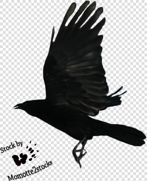 Flying Crow Png Black And Whi   Raven Flying  Transparent PngTransparent PNG