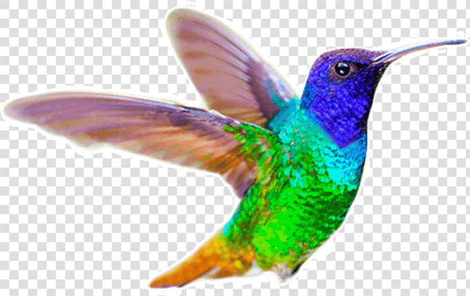 Ruby throated Hummingbird  HD Png DownloadTransparent PNG