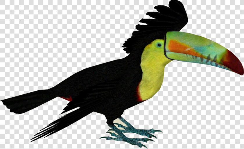 Keel Billed Toucan Png  Transparent PngTransparent PNG