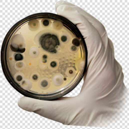 Mold Removal   Image Png   Black Mould Fungus  Transparent PngTransparent PNG