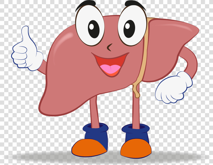 Liver Transplant Animated  HD Png DownloadTransparent PNG