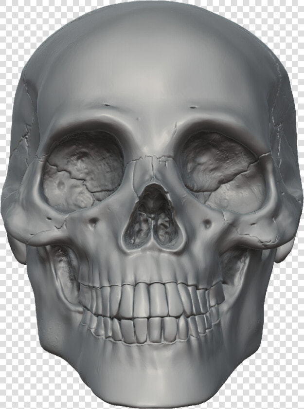 Skeleton Head Free Png Image   Skull 3d Head Png  Transparent PngTransparent PNG