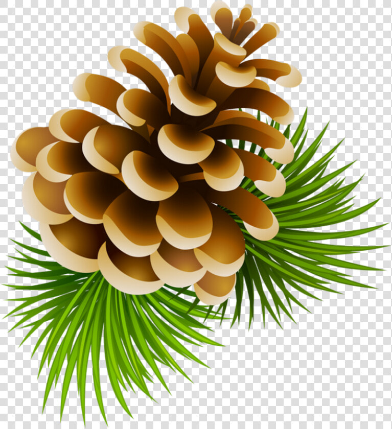 Image Download Clipart Pinecone   Transparent Cartoon Pine Cone  HD Png DownloadTransparent PNG