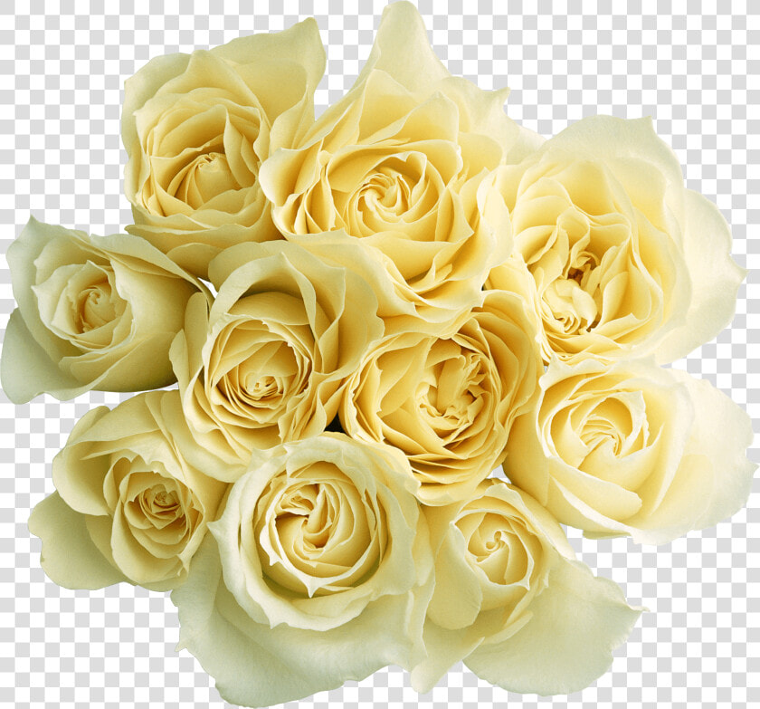 Rosas Blancas   Obrazki Miłego Wieczoru  HD Png DownloadTransparent PNG