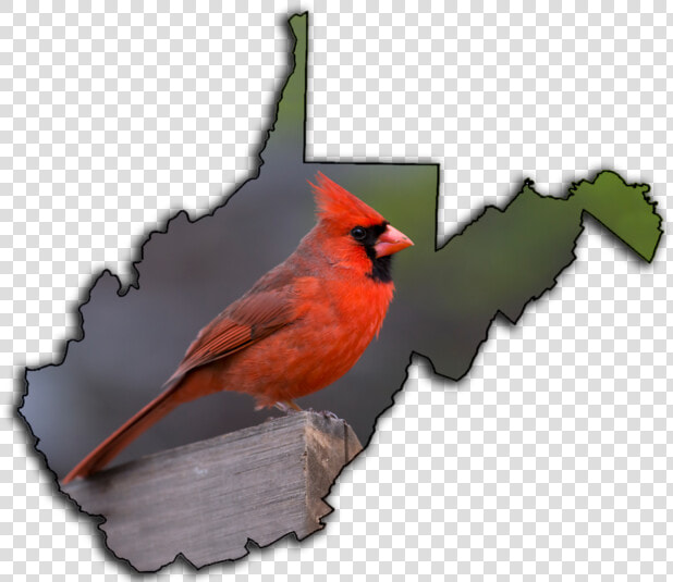 Transparent Cardinal Bird Png   Tourist Regions Of Wv Map  Png DownloadTransparent PNG