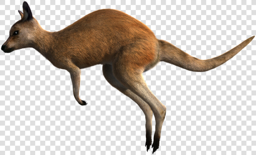 Kangaroo  Red  Wildlife  Animal  Australia  Marsupial   Kangaroo  HD Png DownloadTransparent PNG