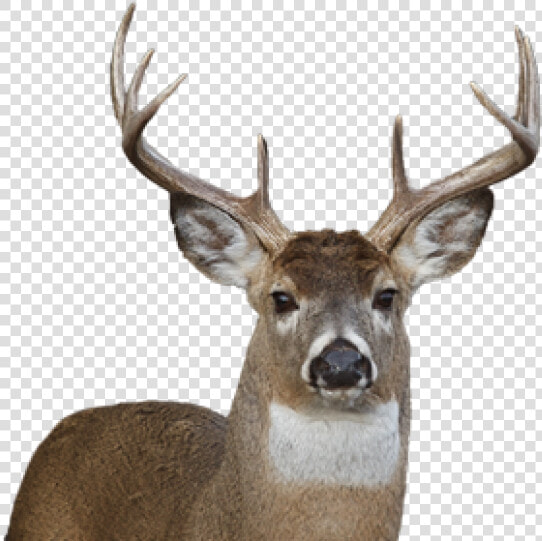 Deer Png Face   Whitetail Deer No Background  Transparent PngTransparent PNG