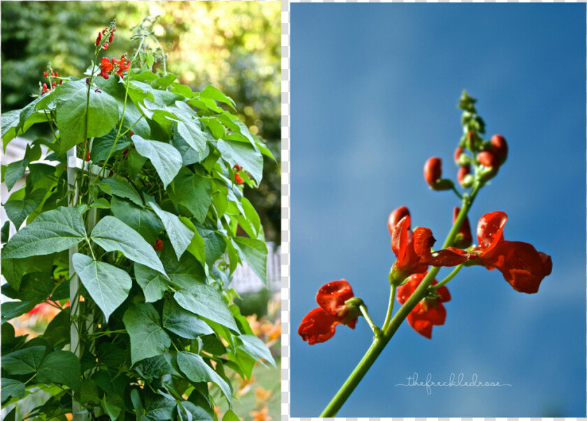 Guide To Growing Scarlet Runner Beans  HD Png DownloadTransparent PNG