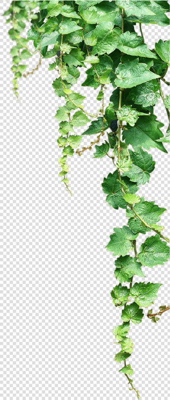 Clip Art Videira Uvas Clip Art   Transparent Background Vines Png  Png DownloadTransparent PNG