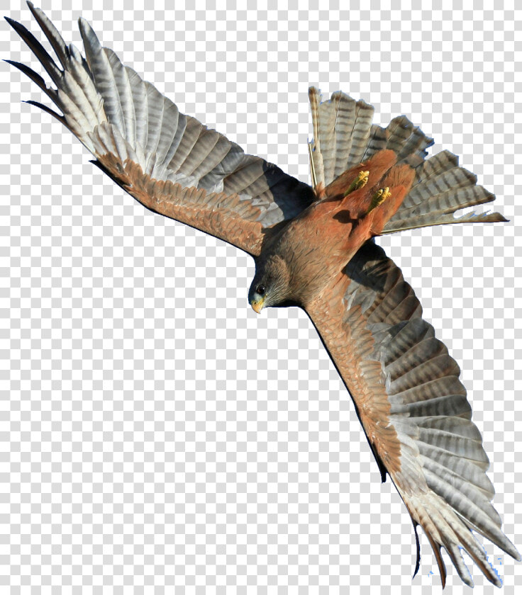 Flying Hawk Png Image   Flying Hawk Png  Transparent PngTransparent PNG