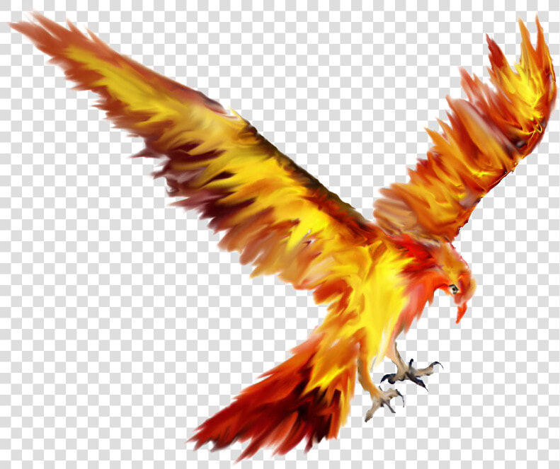 Phoenix Bird Tattoo Sketch Drawing   Fawkes The Phoenix Drawing  HD Png DownloadTransparent PNG