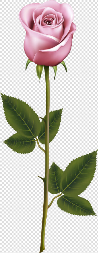 Png Gulab Ka Phool  Transparent PngTransparent PNG